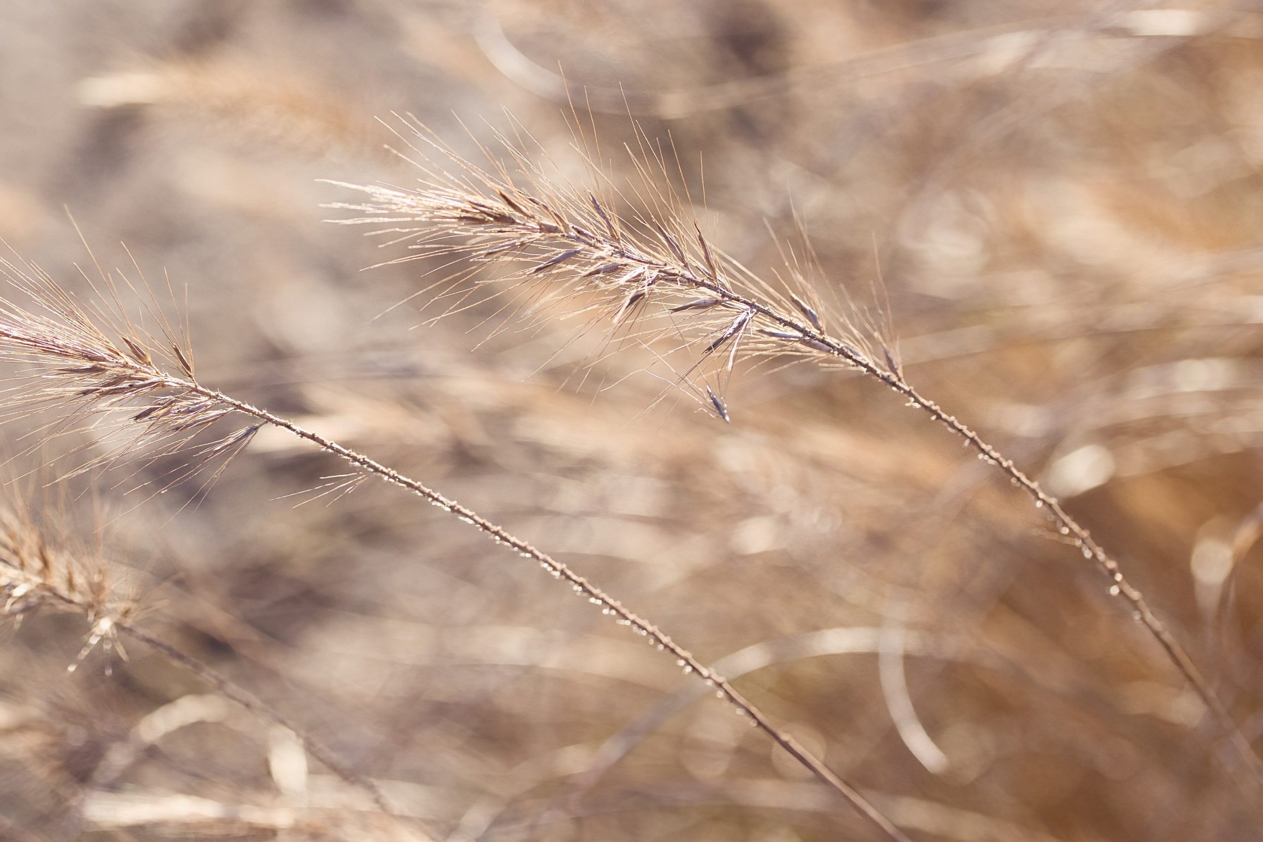 Soft sunlight shining through delicate grass