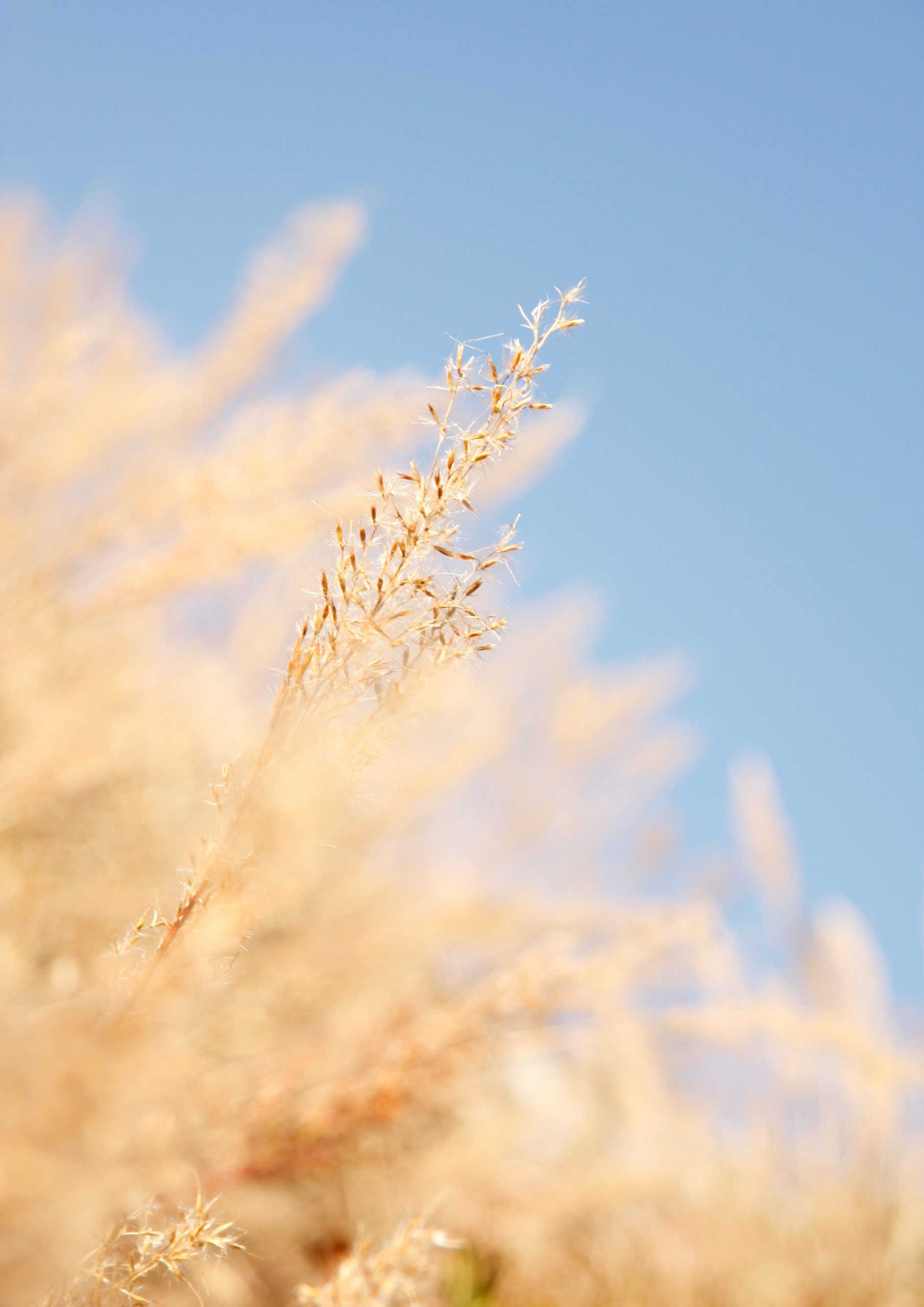 Woman sitting in a grassy field on a sunny day